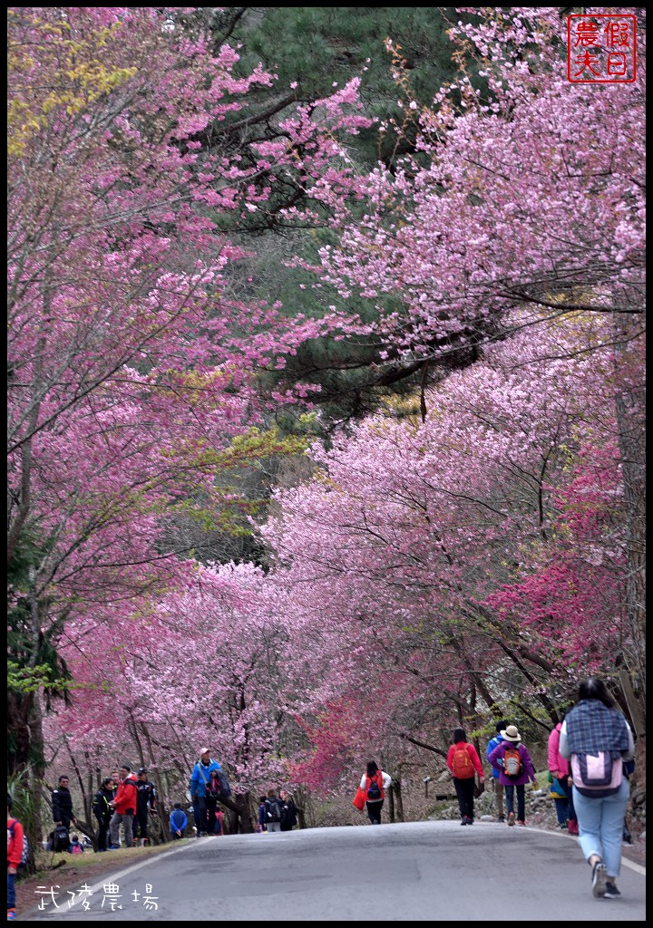 台中景點|和平區武陵農場紅粉佳人櫻花盛開．此生必遊台灣景點 @假日農夫愛趴趴照