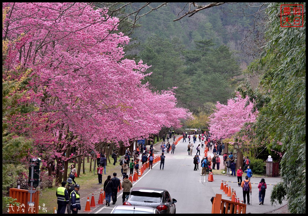 台中景點|和平區武陵農場紅粉佳人櫻花盛開．此生必遊台灣景點 @假日農夫愛趴趴照