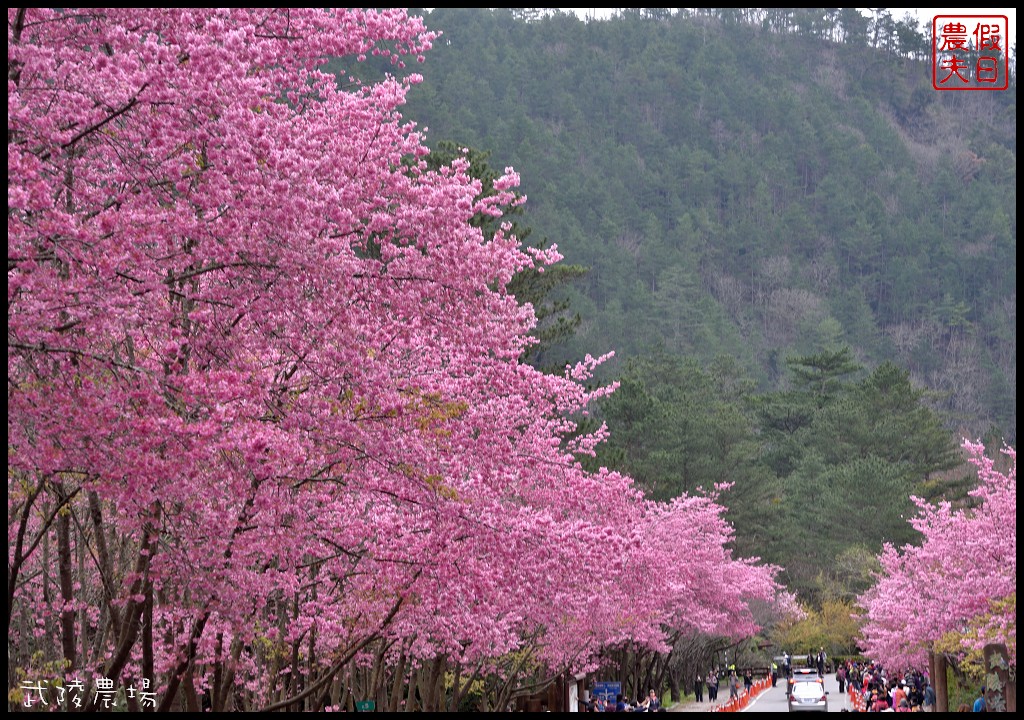 台中景點|和平區武陵農場紅粉佳人櫻花盛開．此生必遊台灣景點 @假日農夫愛趴趴照