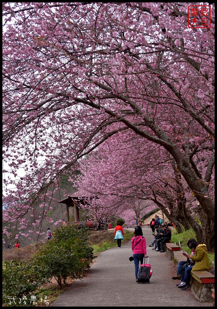 台中景點|和平區武陵農場紅粉佳人櫻花盛開．此生必遊台灣景點 @假日農夫愛趴趴照