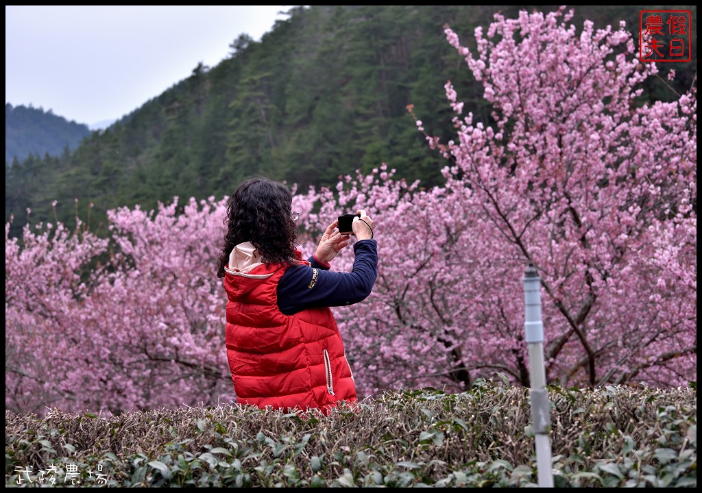 台中景點|和平區武陵農場紅粉佳人櫻花盛開．此生必遊台灣景點 @假日農夫愛趴趴照