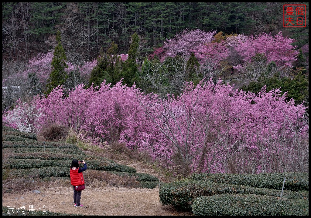台中景點|和平區武陵農場紅粉佳人櫻花盛開．此生必遊台灣景點 @假日農夫愛趴趴照