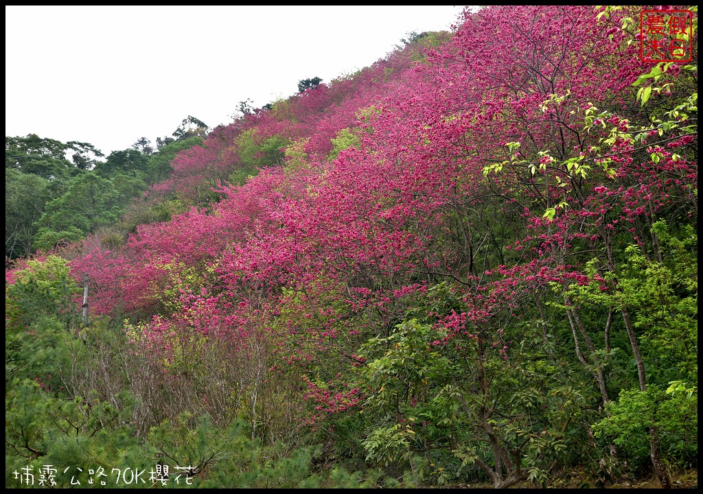 南投景點|埔里埔霧公路70K櫻花．盛開的櫻花就像紅色土石流/免費賞櫻 @假日農夫愛趴趴照