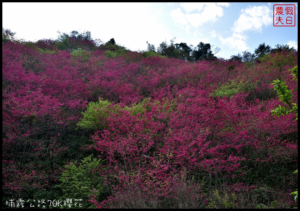 南投景點|埔里埔霧公路70K櫻花．盛開的櫻花就像紅色土石流/免費賞櫻 @假日農夫愛趴趴照