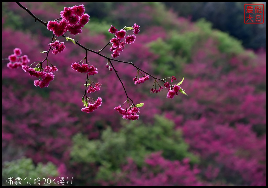 南投景點|埔里埔霧公路70K櫻花．盛開的櫻花就像紅色土石流/免費賞櫻 @假日農夫愛趴趴照