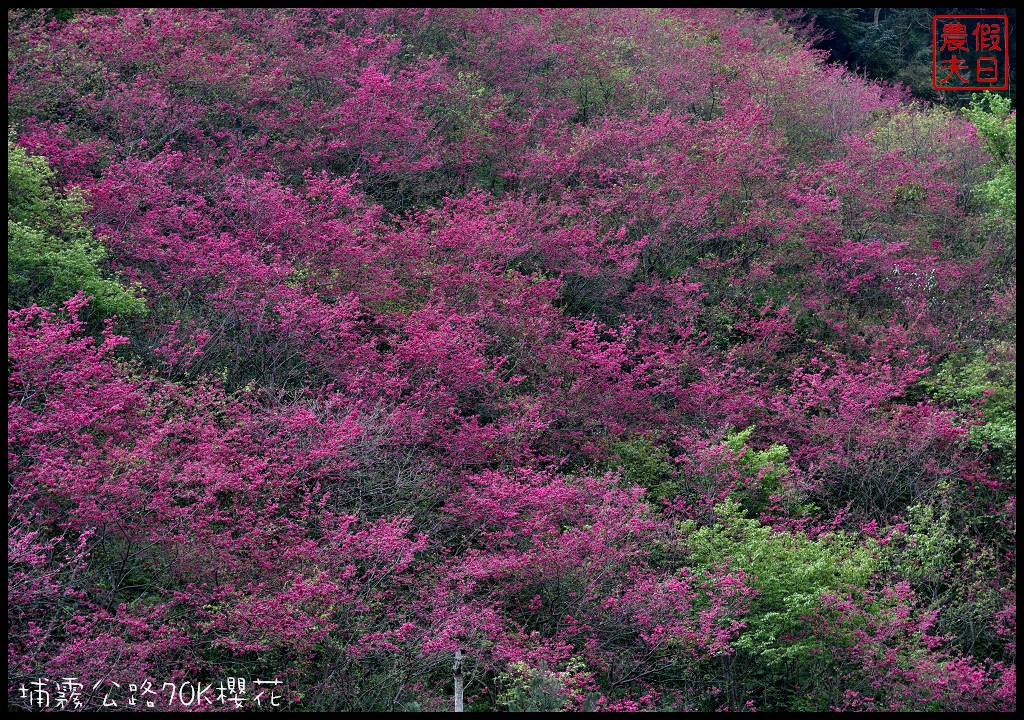 南投景點|埔里埔霧公路70K櫻花．盛開的櫻花就像紅色土石流/免費賞櫻 @假日農夫愛趴趴照