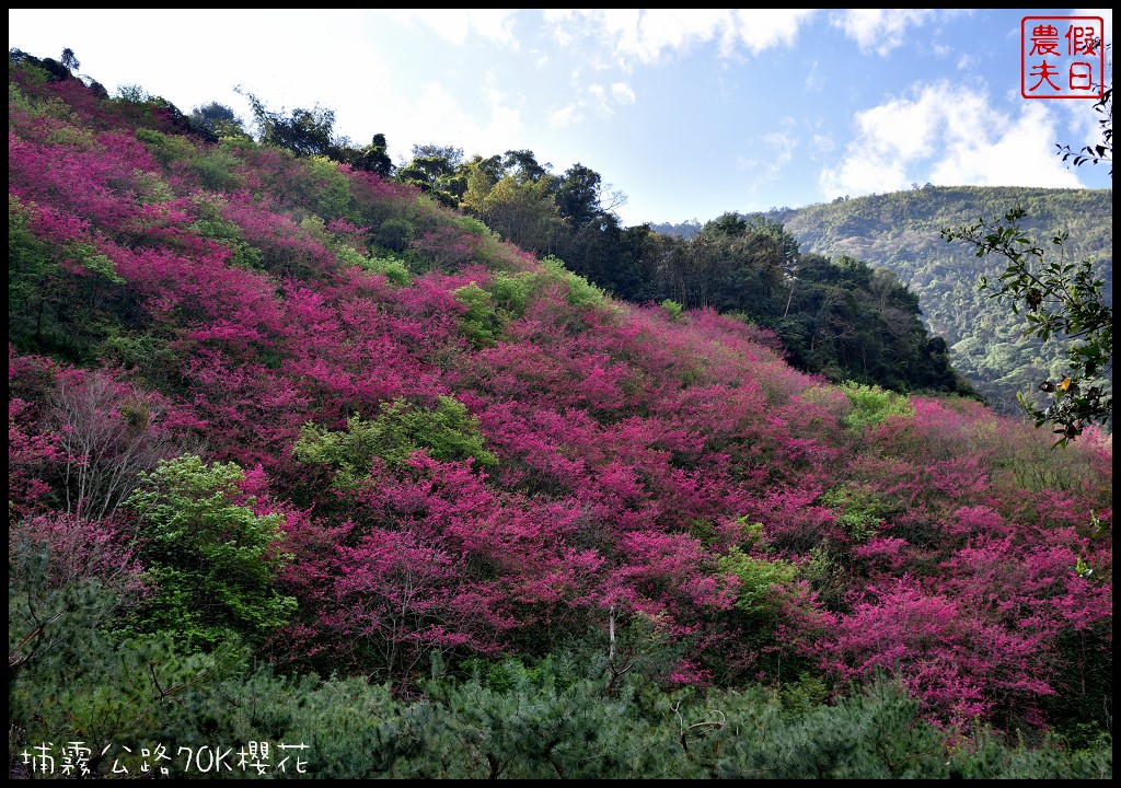 南投景點|埔里埔霧公路70K櫻花．盛開的櫻花就像紅色土石流/免費賞櫻 @假日農夫愛趴趴照