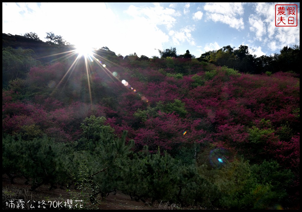 南投景點|埔里埔霧公路70K櫻花．盛開的櫻花就像紅色土石流/免費賞櫻 @假日農夫愛趴趴照