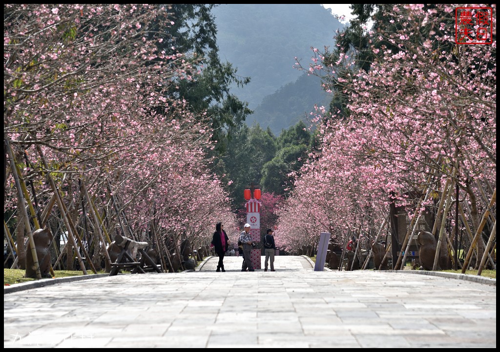 南投景點|九族文化村櫻花詩歌茶會．櫻花開幸福來/九族櫻花祭/富士櫻/台灣第一夜櫻/中部景點/半日遊 @假日農夫愛趴趴照