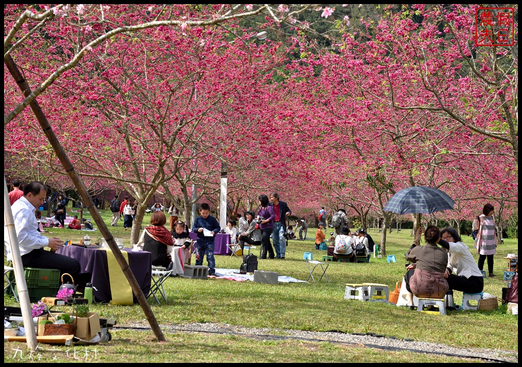 南投景點|九族文化村櫻花詩歌茶會．櫻花開幸福來/九族櫻花祭/富士櫻/台灣第一夜櫻/中部景點/半日遊 @假日農夫愛趴趴照