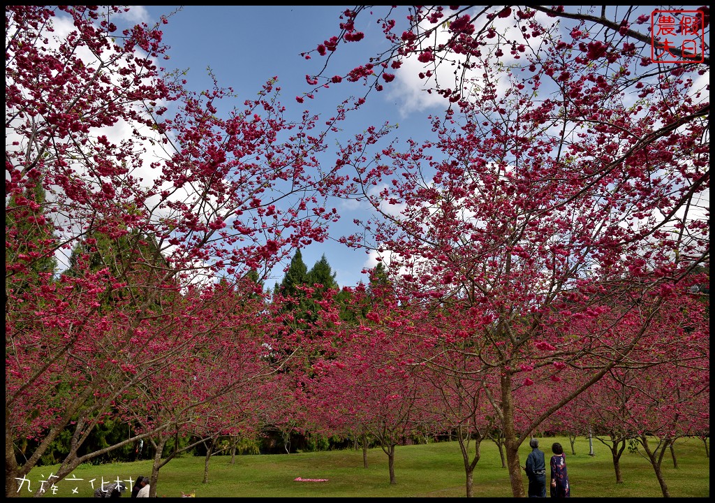 南投景點|九族文化村櫻花詩歌茶會．櫻花開幸福來/九族櫻花祭/富士櫻/台灣第一夜櫻/中部景點/半日遊 @假日農夫愛趴趴照