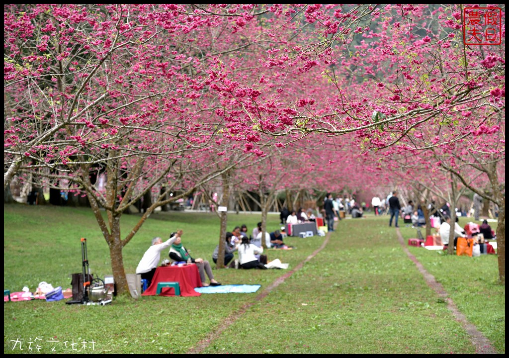 南投景點|九族文化村櫻花詩歌茶會．櫻花開幸福來/九族櫻花祭/富士櫻/台灣第一夜櫻/中部景點/半日遊 @假日農夫愛趴趴照