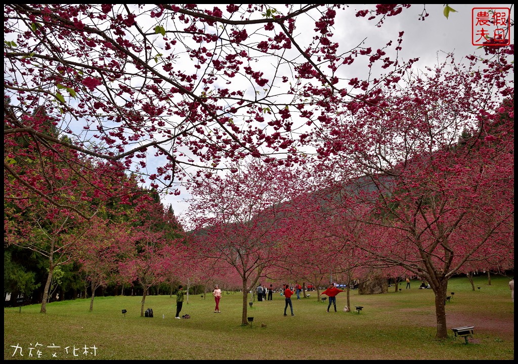 南投景點|九族文化村櫻花詩歌茶會．櫻花開幸福來/九族櫻花祭/富士櫻/台灣第一夜櫻/中部景點/半日遊 @假日農夫愛趴趴照