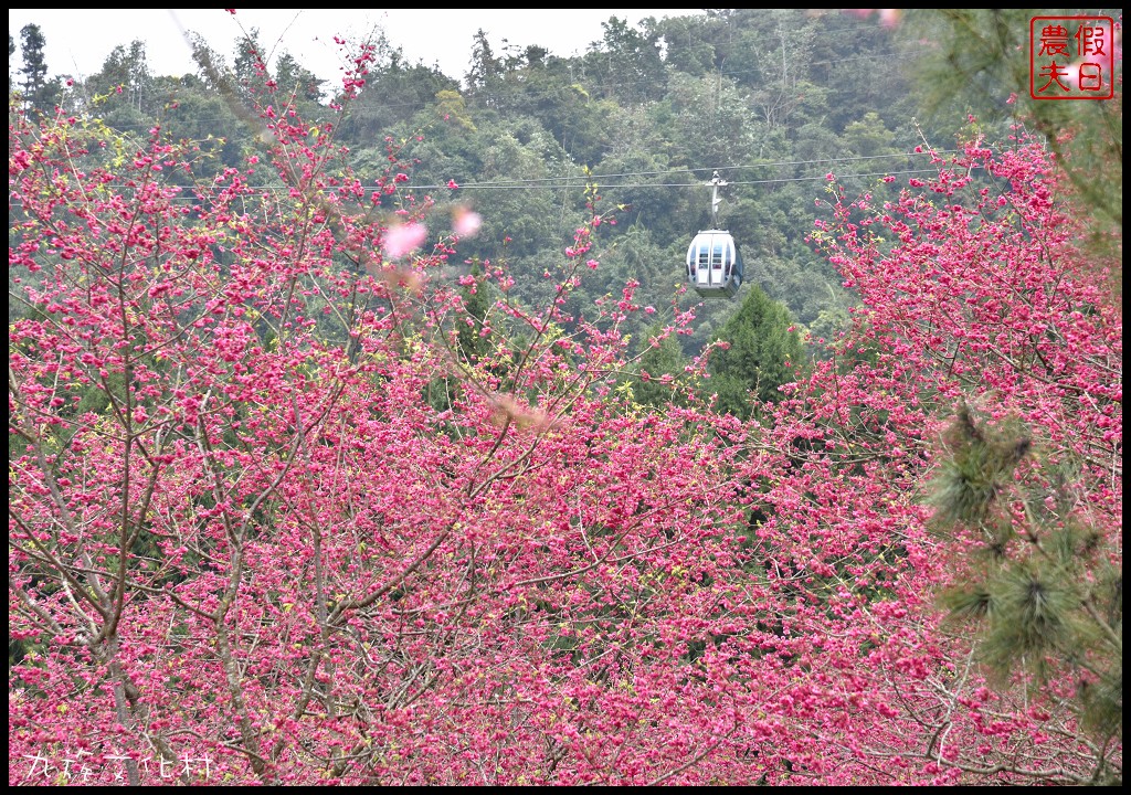 南投景點|九族文化村櫻花詩歌茶會．櫻花開幸福來/九族櫻花祭/富士櫻/台灣第一夜櫻/中部景點/半日遊 @假日農夫愛趴趴照