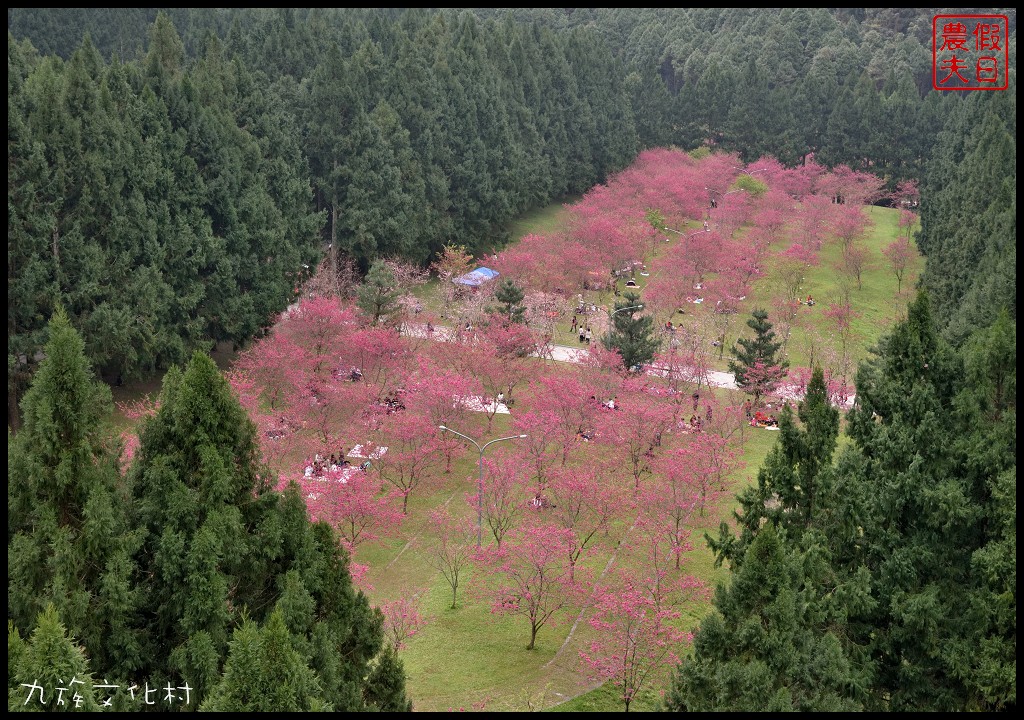 南投景點|九族文化村櫻花詩歌茶會．櫻花開幸福來/九族櫻花祭/富士櫻/台灣第一夜櫻/中部景點/半日遊 @假日農夫愛趴趴照