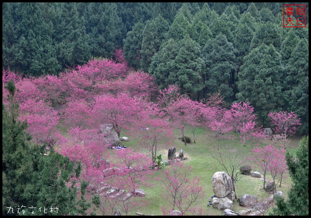 南投景點|九族文化村櫻花詩歌茶會．櫻花開幸福來/九族櫻花祭/富士櫻/台灣第一夜櫻/中部景點/半日遊 @假日農夫愛趴趴照