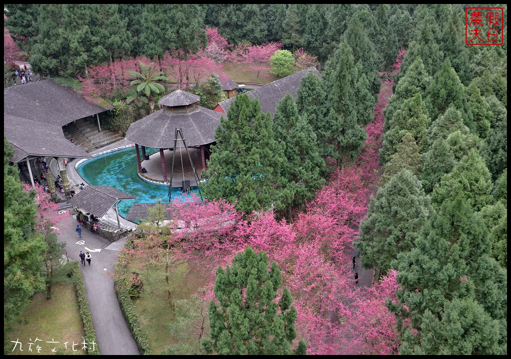 南投景點|九族文化村櫻花詩歌茶會．櫻花開幸福來/九族櫻花祭/富士櫻/台灣第一夜櫻/中部景點/半日遊 @假日農夫愛趴趴照