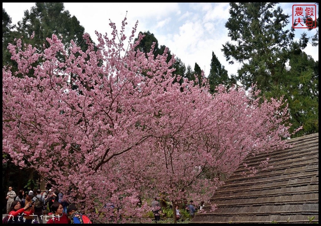 南投景點|九族文化村櫻花詩歌茶會．櫻花開幸福來/九族櫻花祭/富士櫻/台灣第一夜櫻/中部景點/半日遊 @假日農夫愛趴趴照