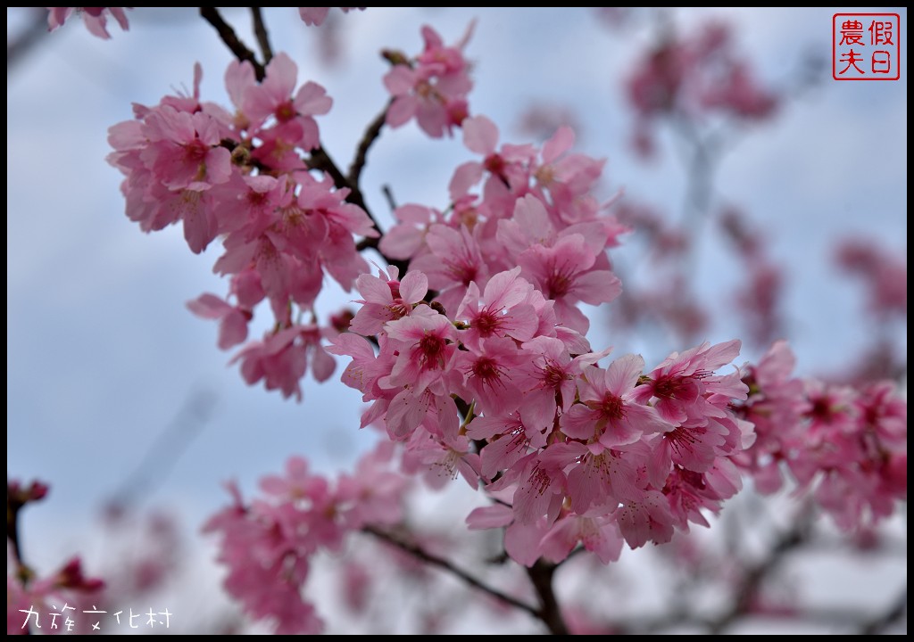 南投景點|九族文化村櫻花詩歌茶會．櫻花開幸福來/九族櫻花祭/富士櫻/台灣第一夜櫻/中部景點/半日遊 @假日農夫愛趴趴照