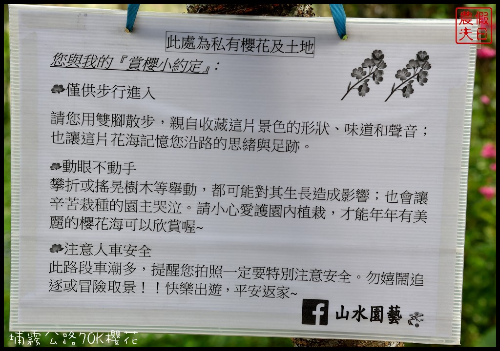 南投景點|埔里埔霧公路70K櫻花．盛開的櫻花就像紅色土石流/免費賞櫻 @假日農夫愛趴趴照