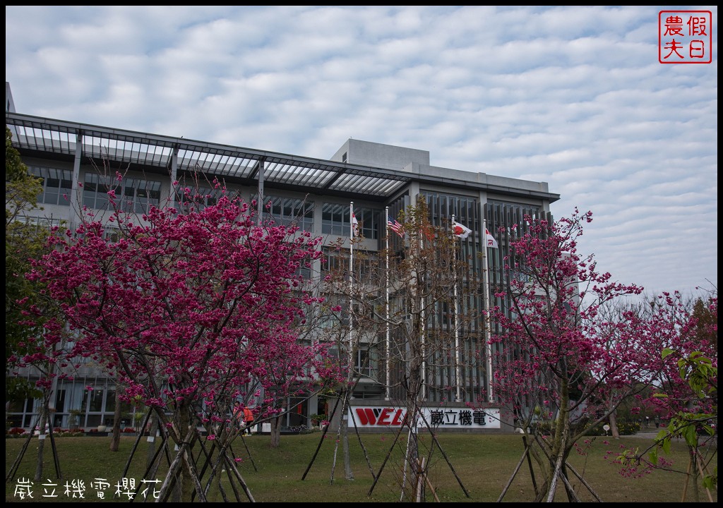 台中景點|崴立機電櫻花公園 免費賞櫻新熱點/賞櫻秘境/中部景點/台中半日遊 @假日農夫愛趴趴照