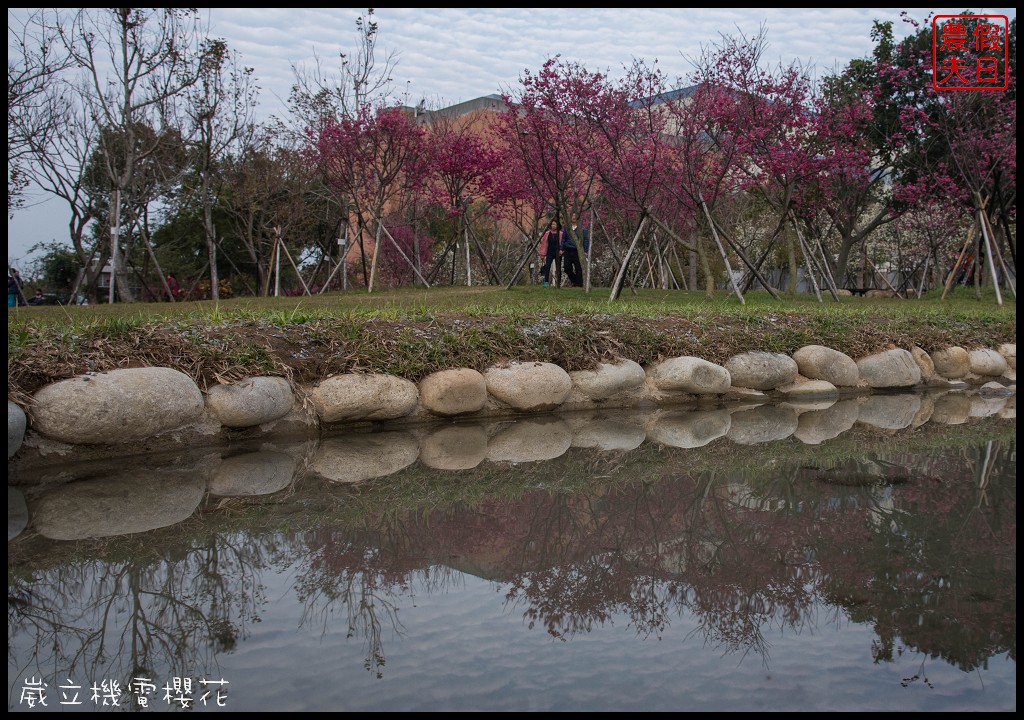 台中景點|崴立機電櫻花公園 免費賞櫻新熱點/賞櫻秘境/中部景點/台中半日遊 @假日農夫愛趴趴照