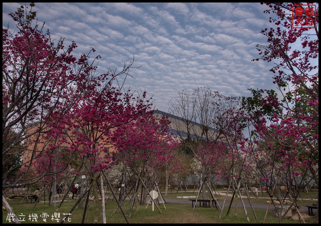 台中景點|崴立機電櫻花公園 免費賞櫻新熱點/賞櫻秘境/中部景點/台中半日遊 @假日農夫愛趴趴照