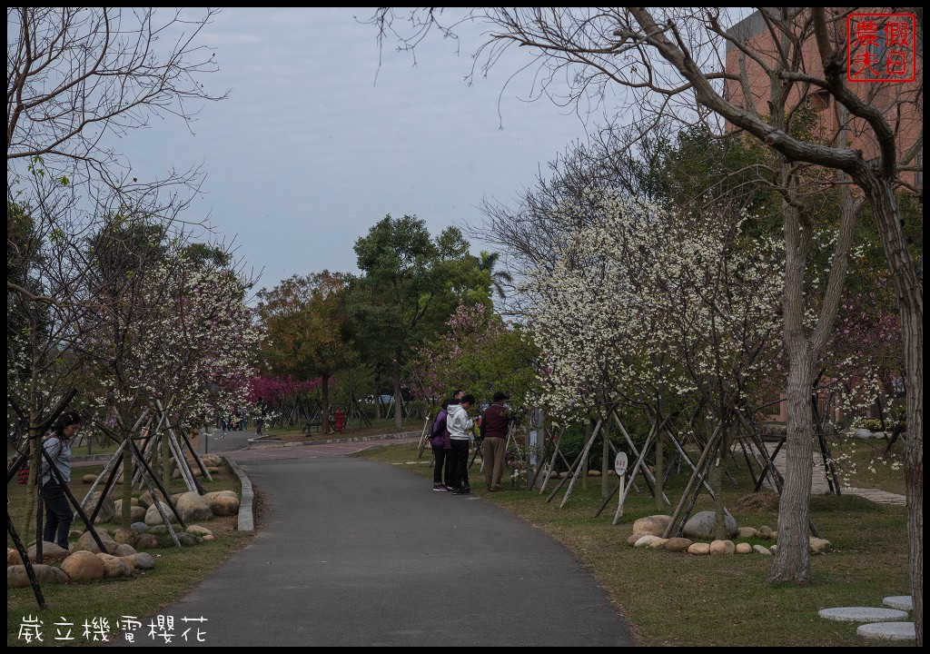 台中景點|崴立機電櫻花公園 免費賞櫻新熱點/賞櫻秘境/中部景點/台中半日遊 @假日農夫愛趴趴照