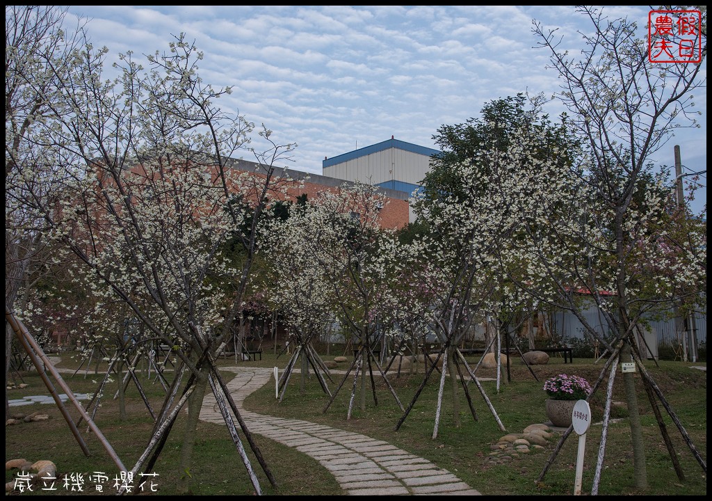 台中景點|崴立機電櫻花公園 免費賞櫻新熱點/賞櫻秘境/中部景點/台中半日遊 @假日農夫愛趴趴照