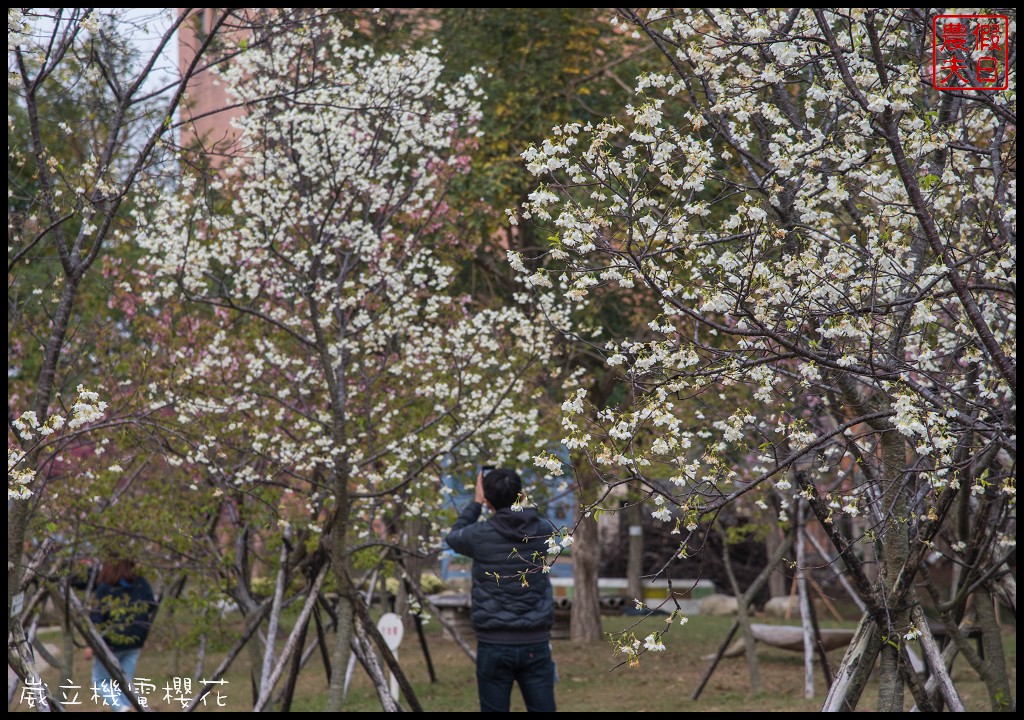 台中景點|崴立機電櫻花公園 免費賞櫻新熱點/賞櫻秘境/中部景點/台中半日遊 @假日農夫愛趴趴照