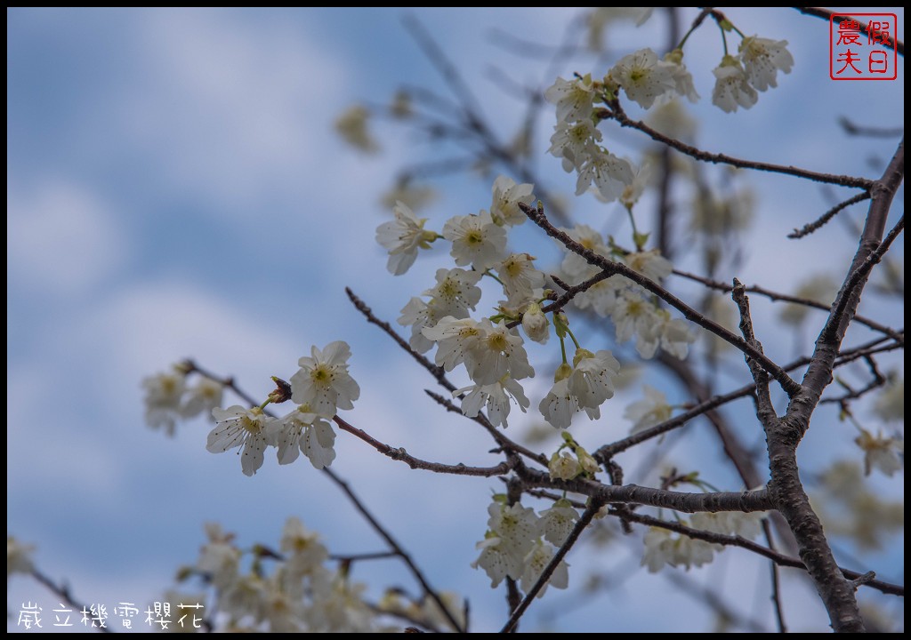 台中景點|崴立機電櫻花公園 免費賞櫻新熱點/賞櫻秘境/中部景點/台中半日遊 @假日農夫愛趴趴照