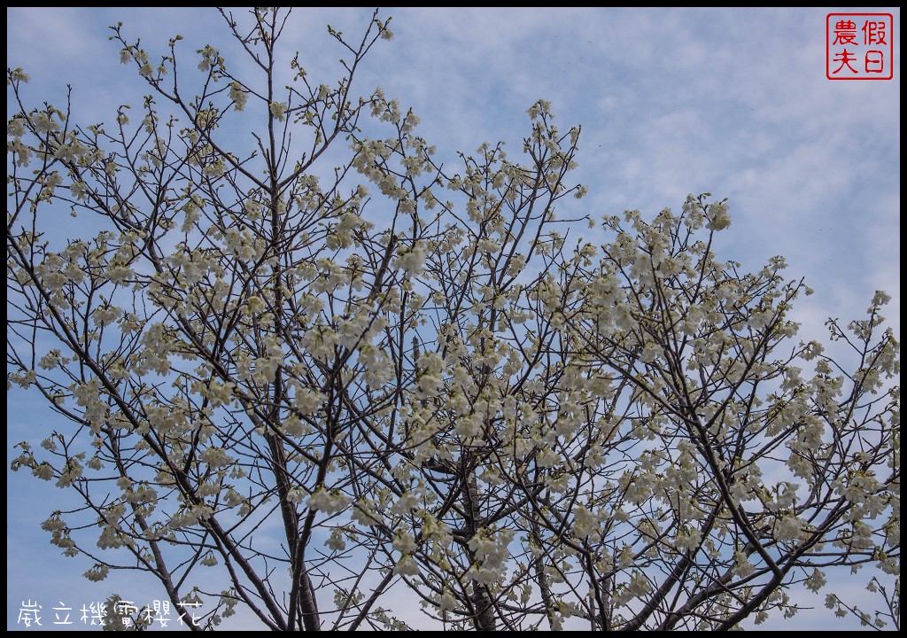 台中景點|崴立機電櫻花公園 免費賞櫻新熱點/賞櫻秘境/中部景點/台中半日遊 @假日農夫愛趴趴照