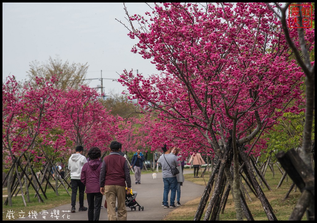 台中景點|崴立機電櫻花公園 免費賞櫻新熱點/賞櫻秘境/中部景點/台中半日遊 @假日農夫愛趴趴照