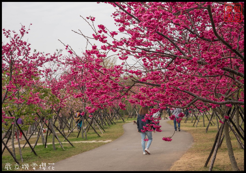 台中景點|崴立機電櫻花公園 免費賞櫻新熱點/賞櫻秘境/中部景點/台中半日遊 @假日農夫愛趴趴照