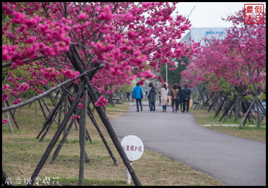 台中景點|崴立機電櫻花公園 免費賞櫻新熱點/賞櫻秘境/中部景點/台中半日遊 @假日農夫愛趴趴照