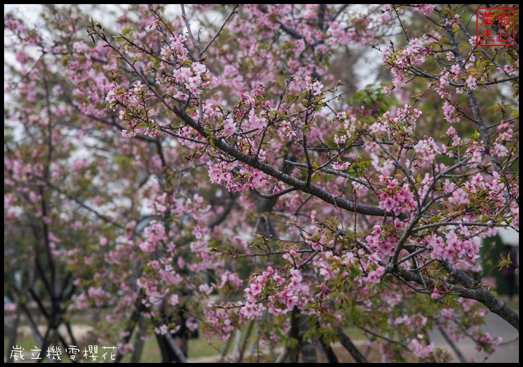 台中景點|崴立機電櫻花公園 免費賞櫻新熱點/賞櫻秘境/中部景點/台中半日遊 @假日農夫愛趴趴照