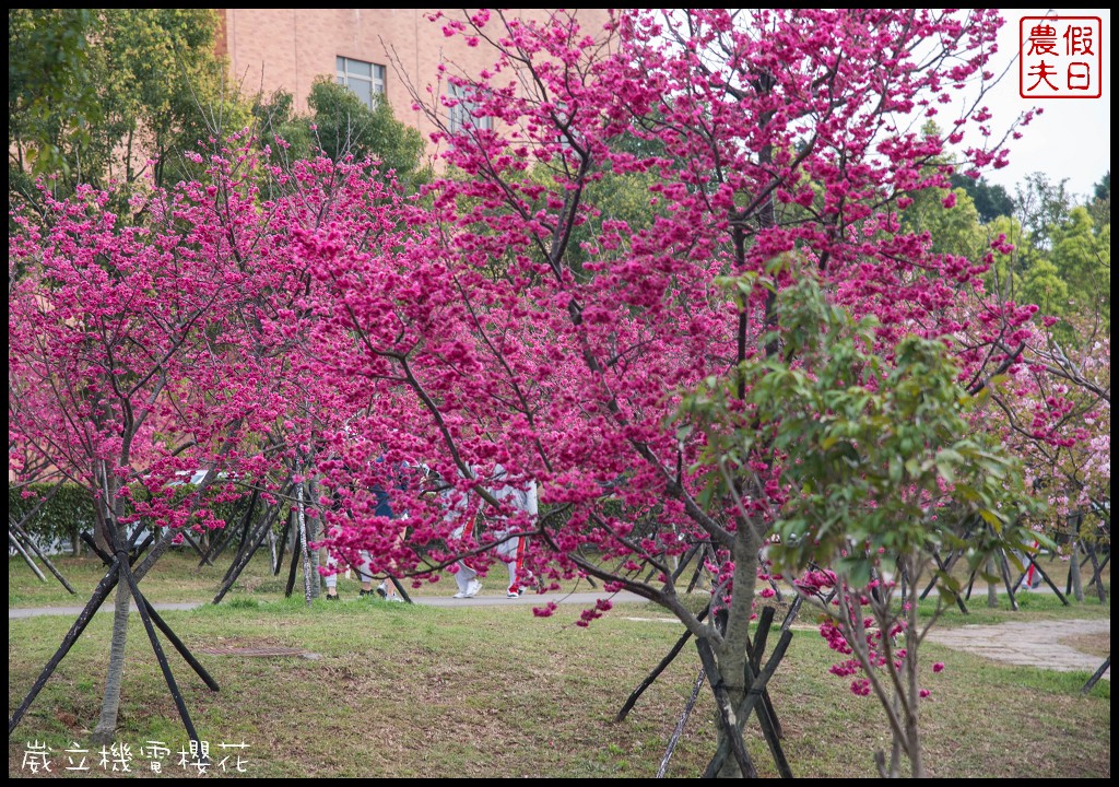 台中景點|崴立機電櫻花公園 免費賞櫻新熱點/賞櫻秘境/中部景點/台中半日遊 @假日農夫愛趴趴照