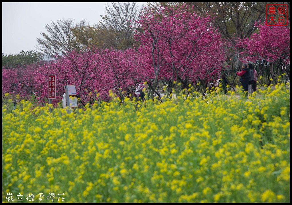 台中景點|崴立機電櫻花公園 免費賞櫻新熱點/賞櫻秘境/中部景點/台中半日遊 @假日農夫愛趴趴照