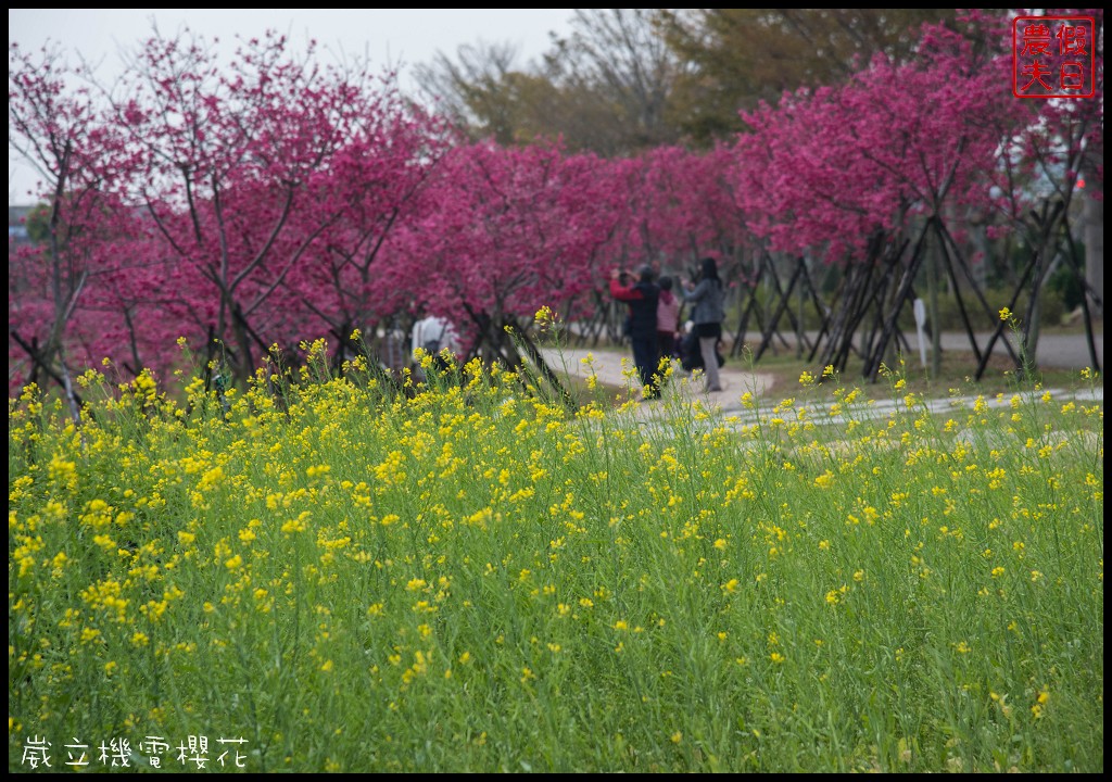 台中景點|崴立機電櫻花公園 免費賞櫻新熱點/賞櫻秘境/中部景點/台中半日遊 @假日農夫愛趴趴照