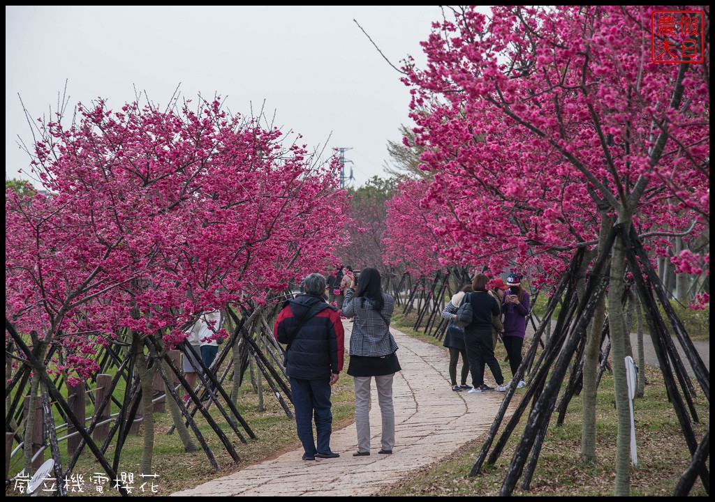 台中景點|崴立機電櫻花公園 免費賞櫻新熱點/賞櫻秘境/中部景點/台中半日遊 @假日農夫愛趴趴照