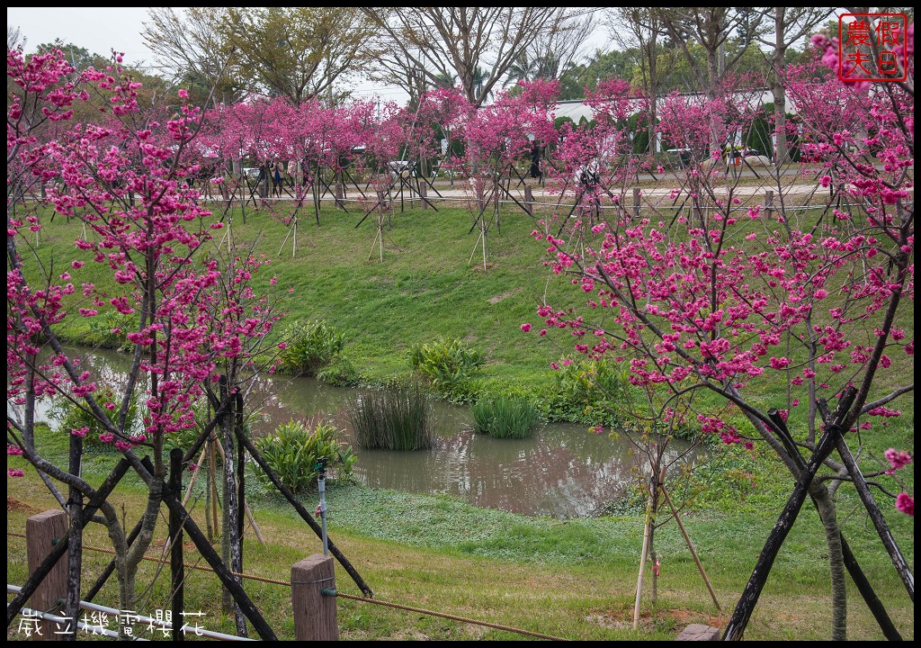 台中景點|崴立機電櫻花公園 免費賞櫻新熱點/賞櫻秘境/中部景點/台中半日遊 @假日農夫愛趴趴照