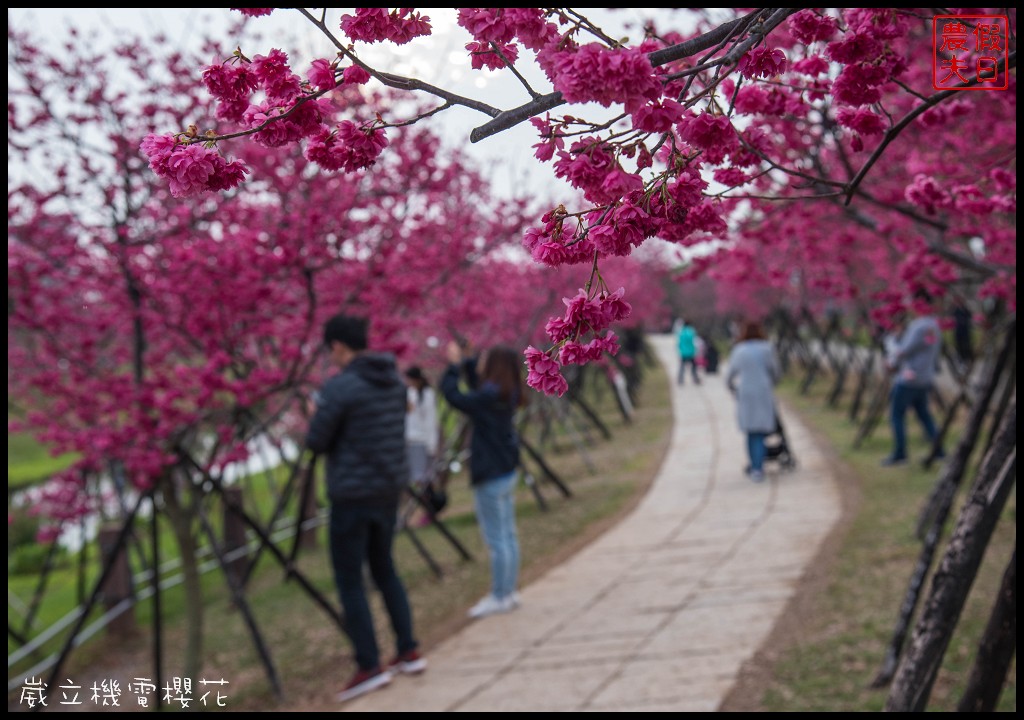 台中景點|崴立機電櫻花公園 免費賞櫻新熱點/賞櫻秘境/中部景點/台中半日遊 @假日農夫愛趴趴照