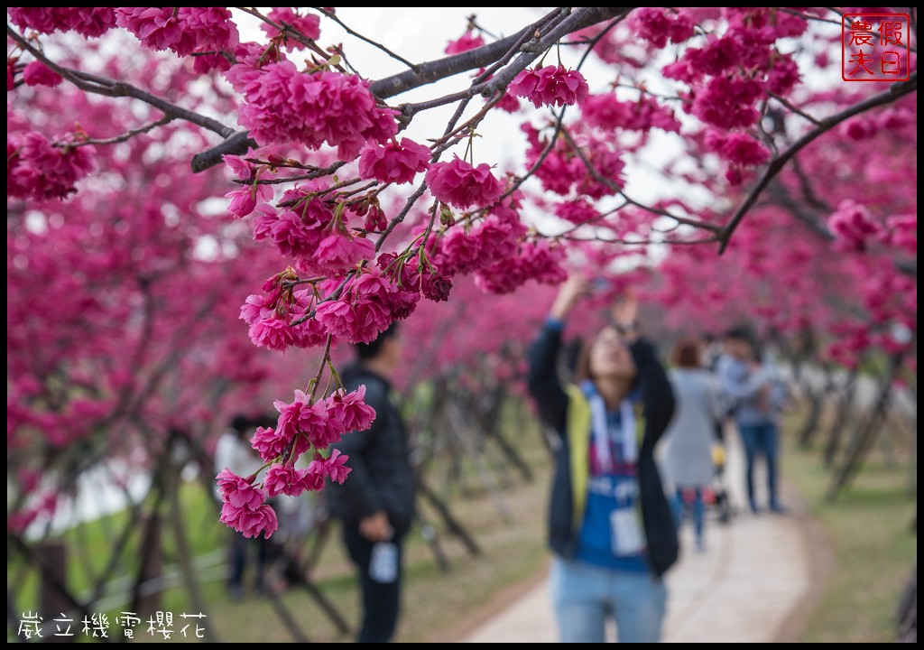 台中景點|崴立機電櫻花公園 免費賞櫻新熱點/賞櫻秘境/中部景點/台中半日遊 @假日農夫愛趴趴照