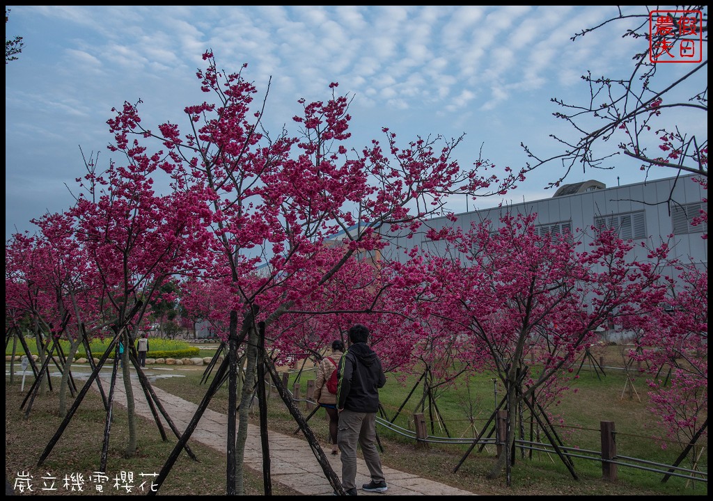 台中景點|崴立機電櫻花公園 免費賞櫻新熱點/賞櫻秘境/中部景點/台中半日遊 @假日農夫愛趴趴照