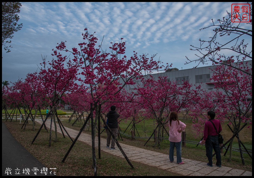 台中景點|崴立機電櫻花公園 免費賞櫻新熱點/賞櫻秘境/中部景點/台中半日遊 @假日農夫愛趴趴照