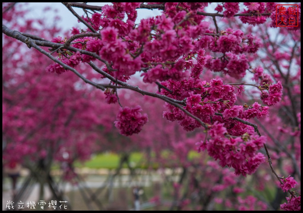 台中景點|崴立機電櫻花公園 免費賞櫻新熱點/賞櫻秘境/中部景點/台中半日遊 @假日農夫愛趴趴照