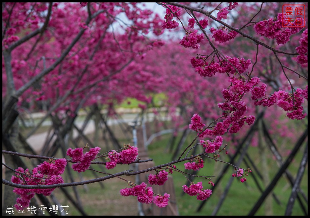 台中景點|崴立機電櫻花公園 免費賞櫻新熱點/賞櫻秘境/中部景點/台中半日遊 @假日農夫愛趴趴照