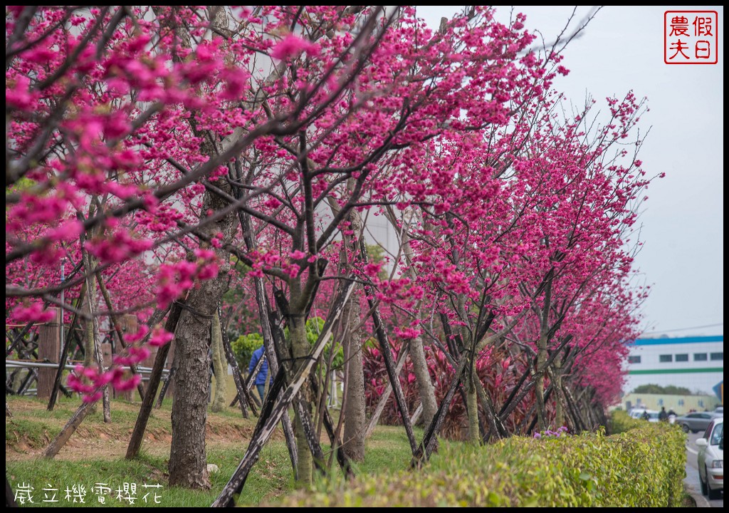 台中景點|崴立機電櫻花公園 免費賞櫻新熱點/賞櫻秘境/中部景點/台中半日遊 @假日農夫愛趴趴照