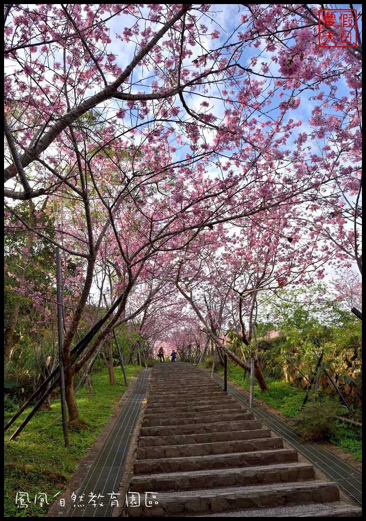 南投景點|鹿谷鳳凰自然教育園區(台大茶園)河津櫻花季．美麗的櫻花隧道盛開真浪漫/魯冰花 @假日農夫愛趴趴照