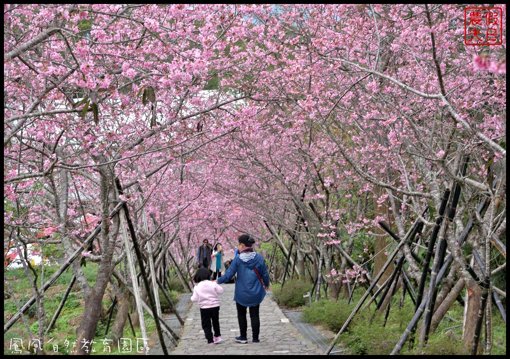 南投景點|鹿谷鳳凰自然教育園區(台大茶園)河津櫻花季．美麗的櫻花隧道盛開真浪漫/魯冰花 @假日農夫愛趴趴照